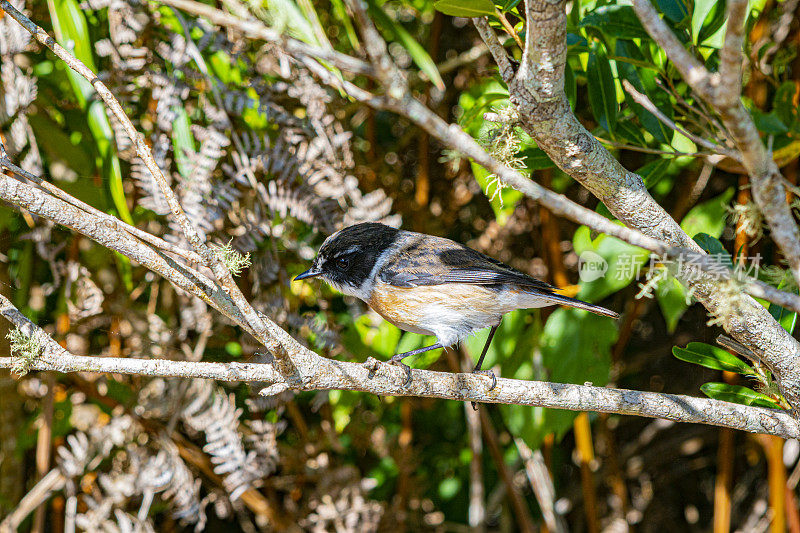 留尼汪岛特有的鸟类。Saxicola tectes